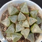 Haworthia New Dragon