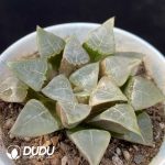Haworthia New Dragon - Image 2
