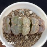 Haworthia Truncata 'Kiganjo'