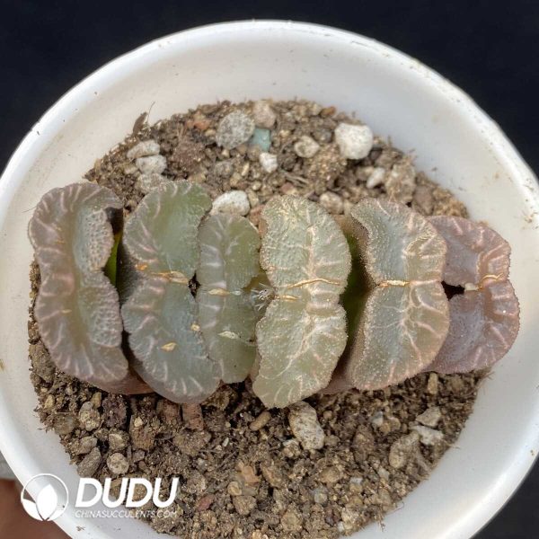 Haworthia Truncata 'Kiganjo' - Image 1