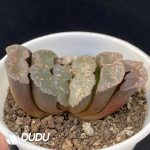 Haworthia Truncata 'Kiganjo' - Image 2