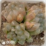 Haworthia Black Muscle Clustering 3 Heads(Scattered Clustering)