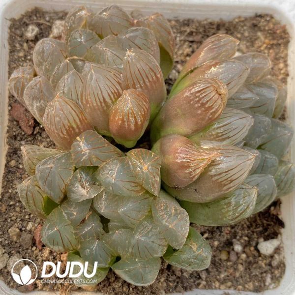 Haworthia Black Muscle Clustering 3 Heads(Scattered Clustering) - Image 1