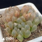 Haworthia Black Muscle Clustering 3 Heads(Scattered Clustering) - Image 2