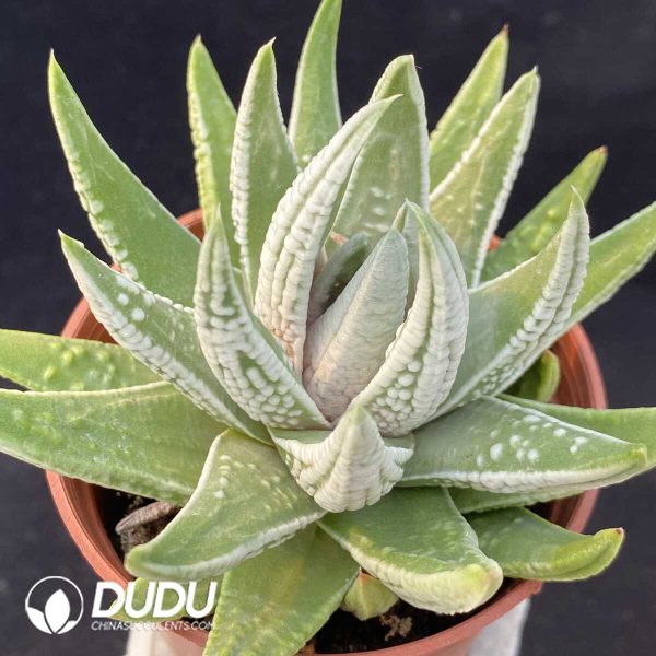 Haworthia emperor - Image 1