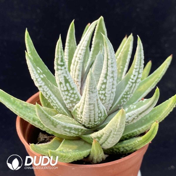 Haworthia emperor - Image 2