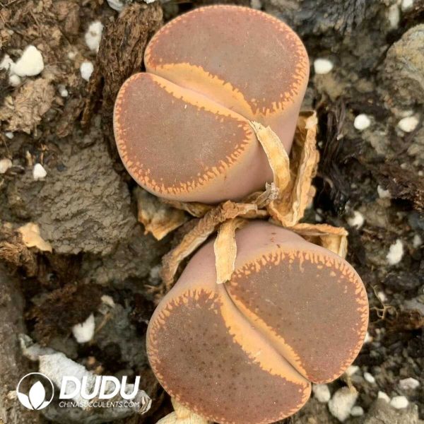 Lithops aucampiae ssp. aucampiae v. aucampiae full double heads - Image 2