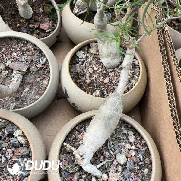 Euphorbia hedyotoides - Image 1