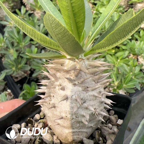 Pachypodium eburneum - Image 1