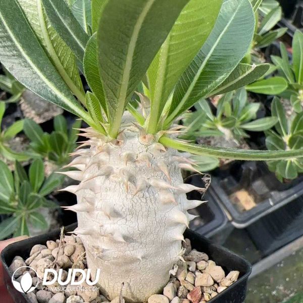 Pachypodium densiflorum x Pachypodium eburneum - Image 1