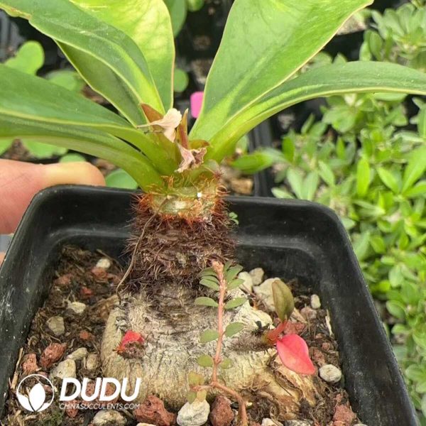 1756129221-1749438742-e201.jpg Euphorbia Elephant Trunk - Image 1