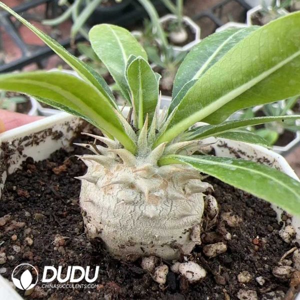 1756129223-1749438745-e201.jpg Pachypodium densiflorum x brevicaule - Image 1