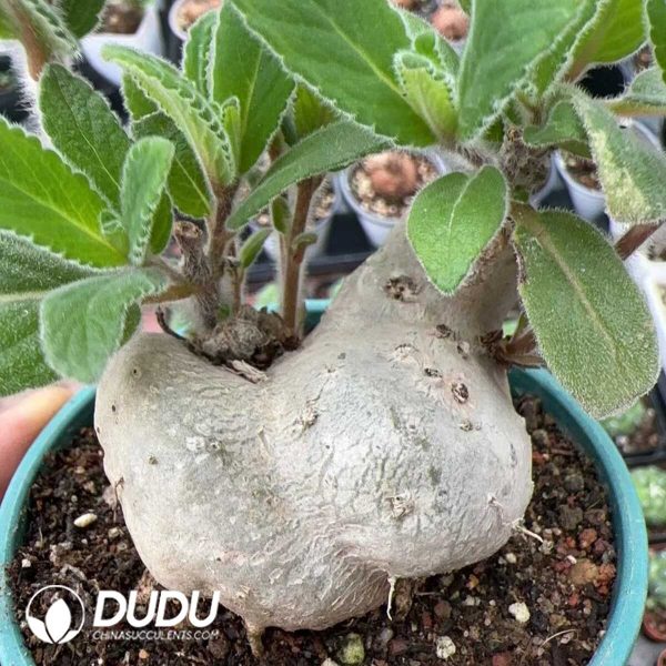 Sinningia White Flower Cliff - Image 1