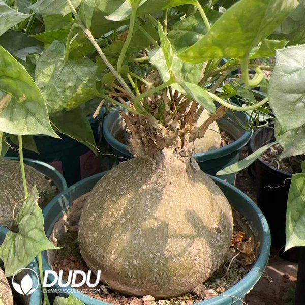 Gerrardanthus macrorhizus Harv. ex Benth. & Hook. f. - Image 1