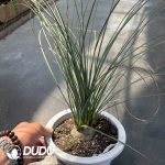 Calibanus Hooker's Bottle Orchid