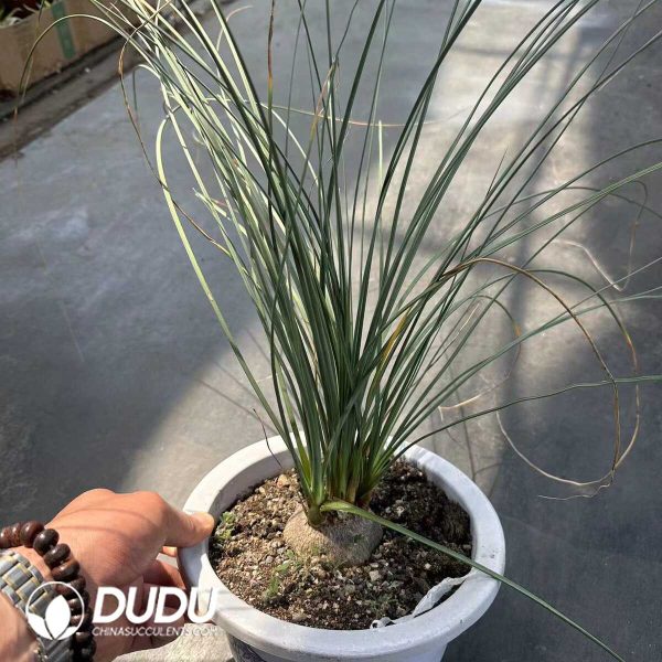 Calibanus Hooker's Bottle Orchid - Image 1