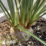 Calibanus Hooker's Bottle Orchid - Image 2