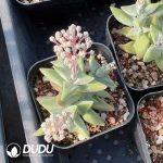 Crassula White egret