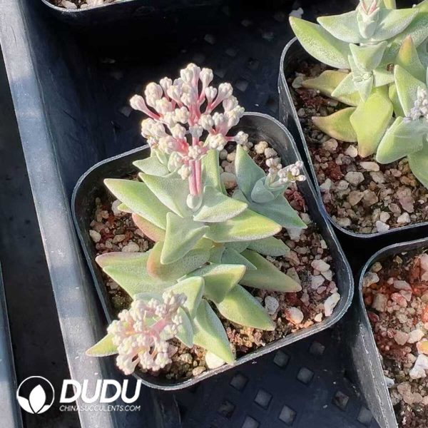 1756129237-1749438777-e201.jpg Crassula White egret - Image 1