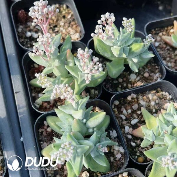 1756129239-1749438780-e202.jpg Crassula White egret - Image 2