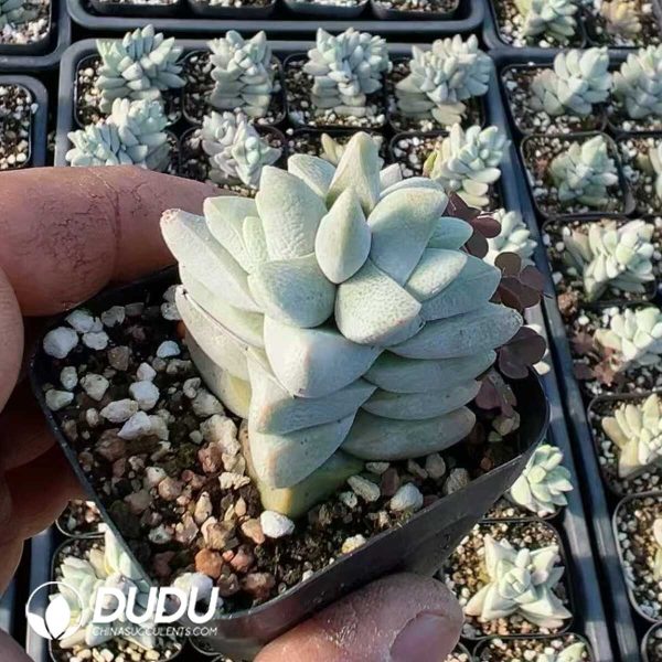 1756129240-1749438783-e201.jpg Crassula cornuta - Image 1