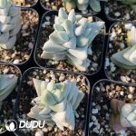 Crassula cornuta - Image 2