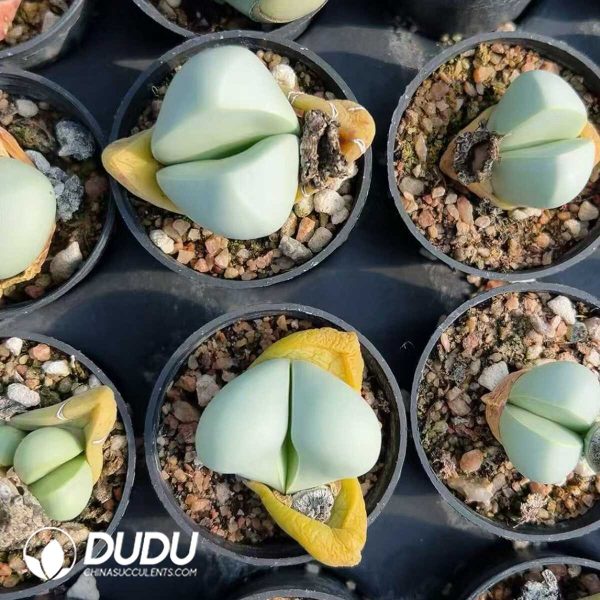 Argyroderma delaetii - Image 1