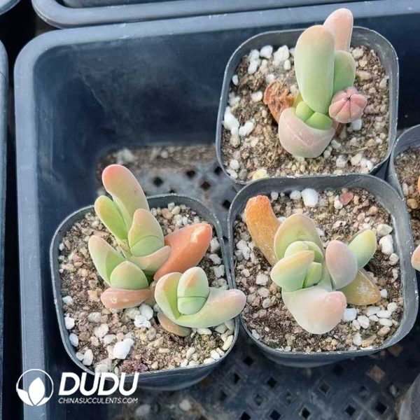 Gibbaeum shandii - Image 1