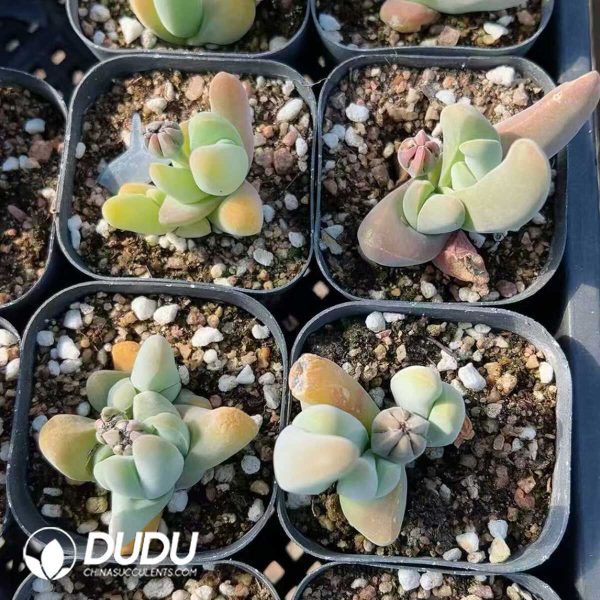 Gibbaeum shandii - Image 2