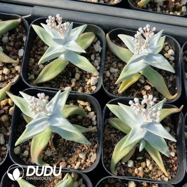 1756129251-1749438803-e201.jpg Crassula deltoidea - Image 1