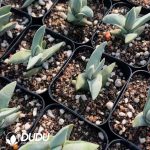 Crassula perfoliata - Image 2