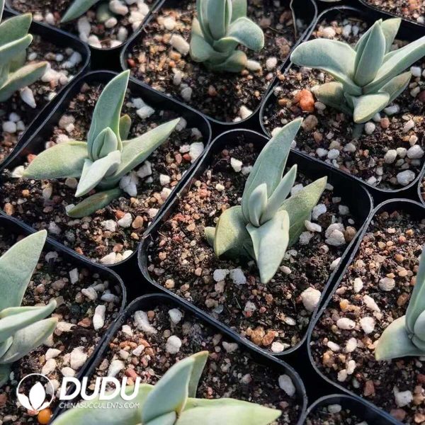 Crassula perfoliata - Image 2