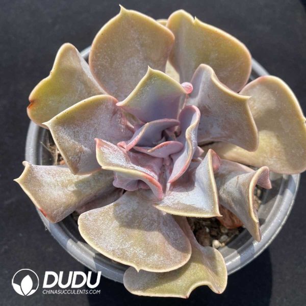 Echeveria Love Pearls - Image 1