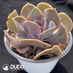 Echeveria Love Pearls - Image 2