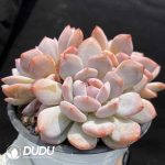 Echeveria Yu Furong Clustering - Image 2