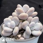 Graptopetalum Amethystinum Clustering - Image 2