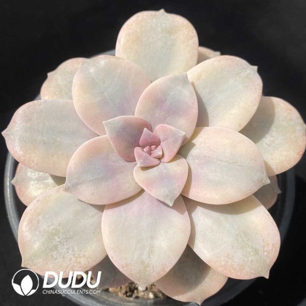 1756129336-1749438945-e201.jpg Graptopetalum Superbum Variegated - Image 1