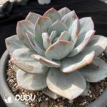 Echeveria Cream Tea - Image 2