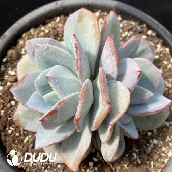 Echeveria Cream Tea Double Heads - Image 1