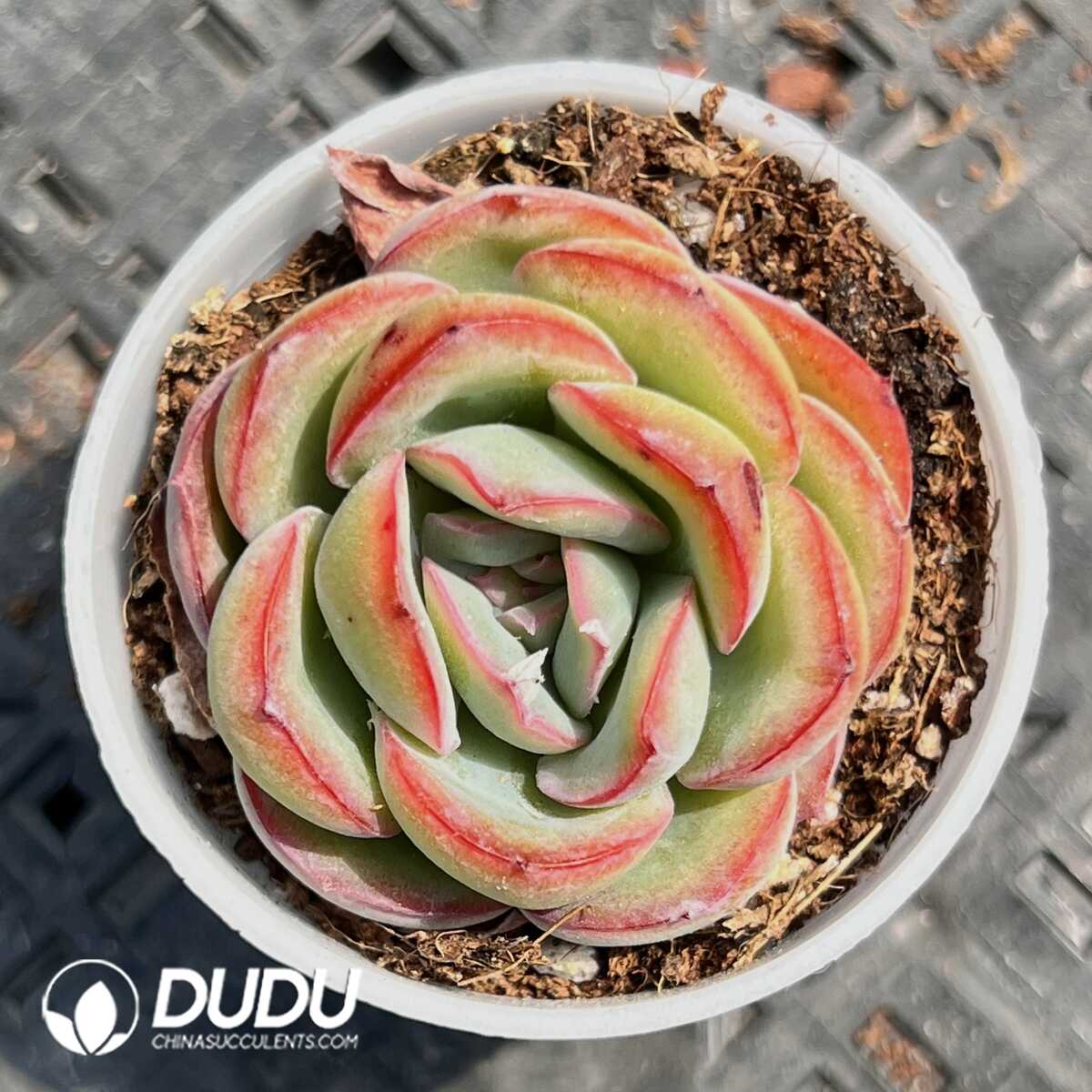 1756129368-1749519803-e201.jpg Echeveria Love Letter - Image 1