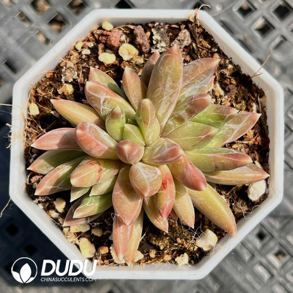 1756129380-1749519829-e201.jpg Pachyphytum Panna Tony Clustering - Image 1