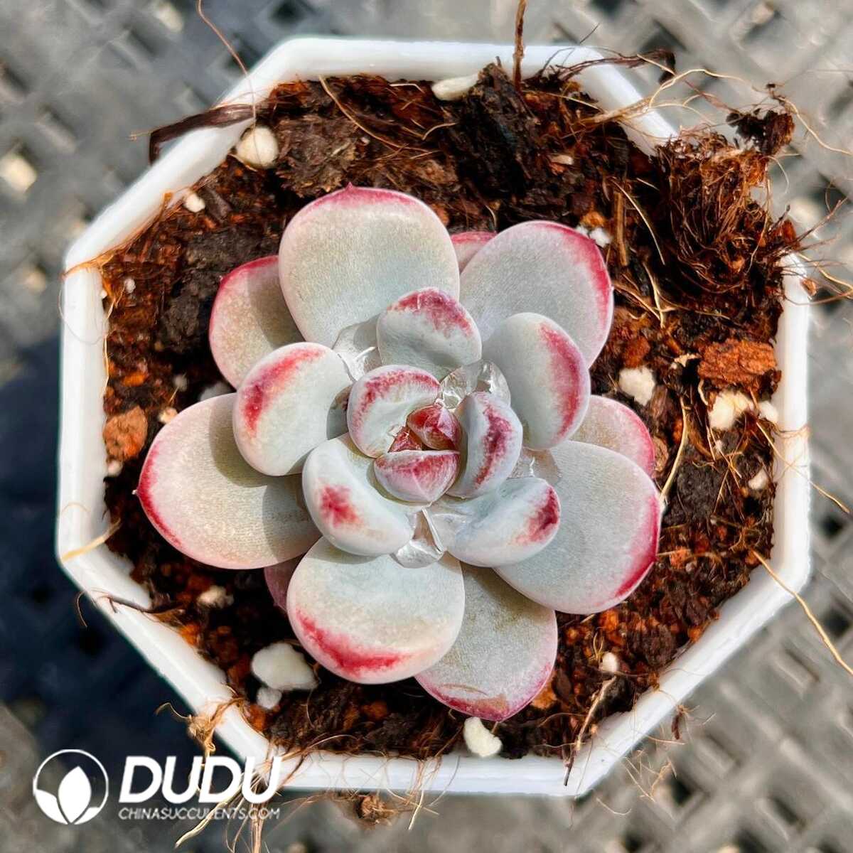 1756129402-1749519872-e201.jpg Echeveria Manmanxue - Image 1