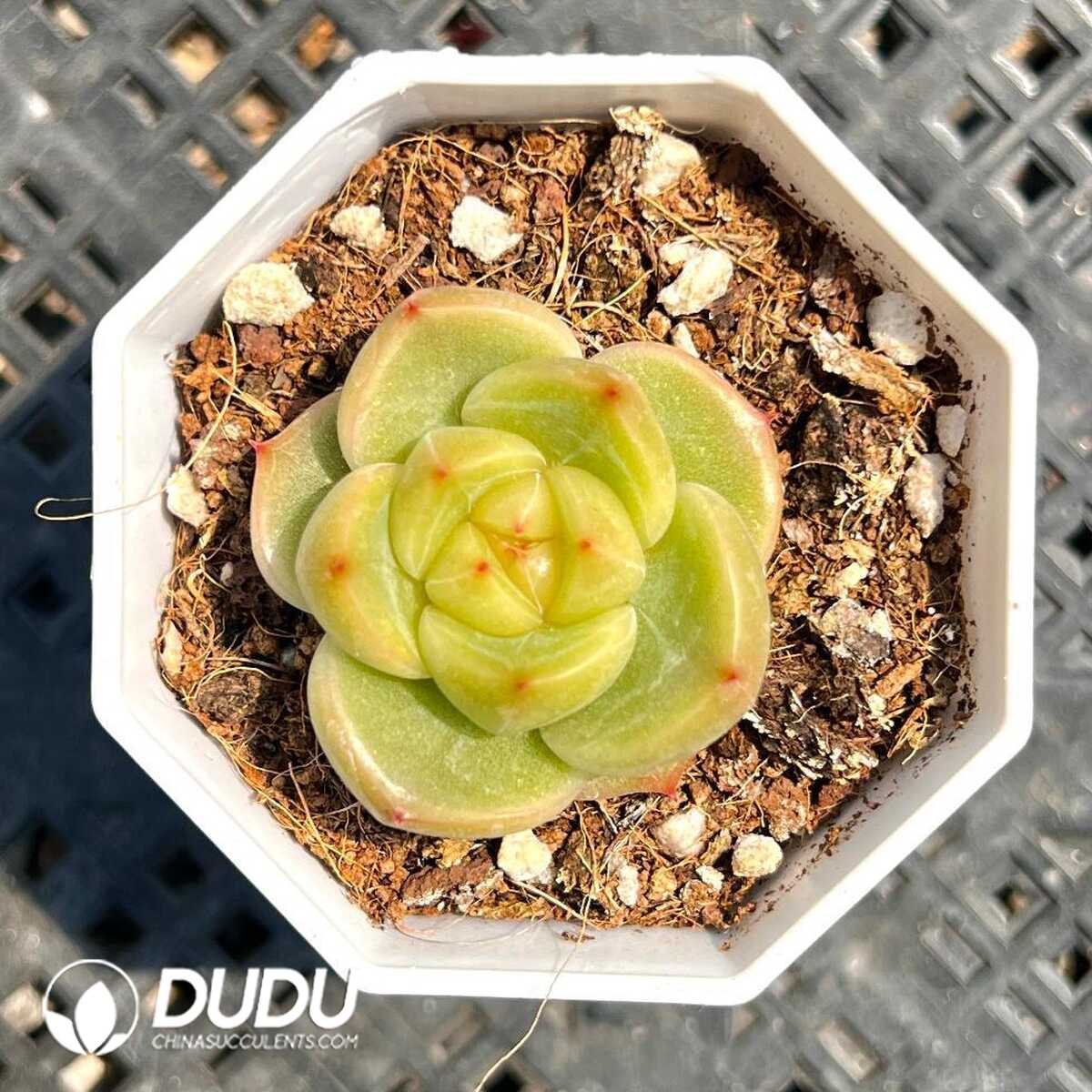 1756129427-1749519923-e201.jpg Echeveria Sunny Doll - Image 1
