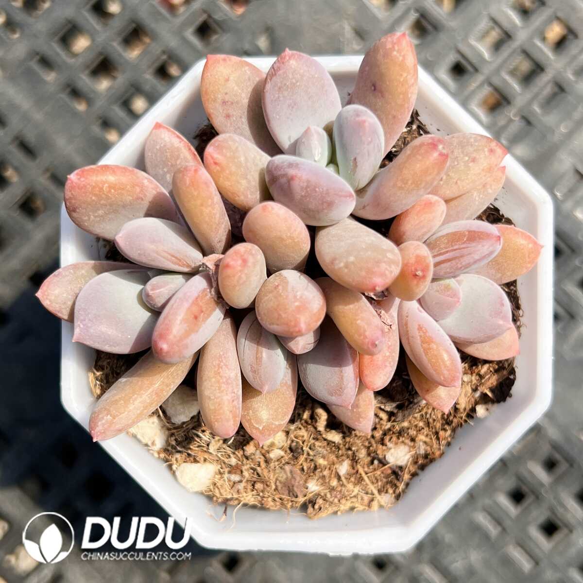 1756129428-1749519926-e201.jpg Echeveria Kenya Rose Clustering - Image 1