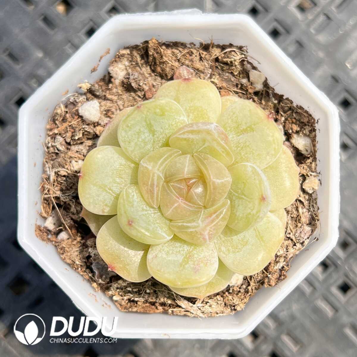 1756129437-1749519943-e201.jpg Echeveria Colorful Lovers - Image 1