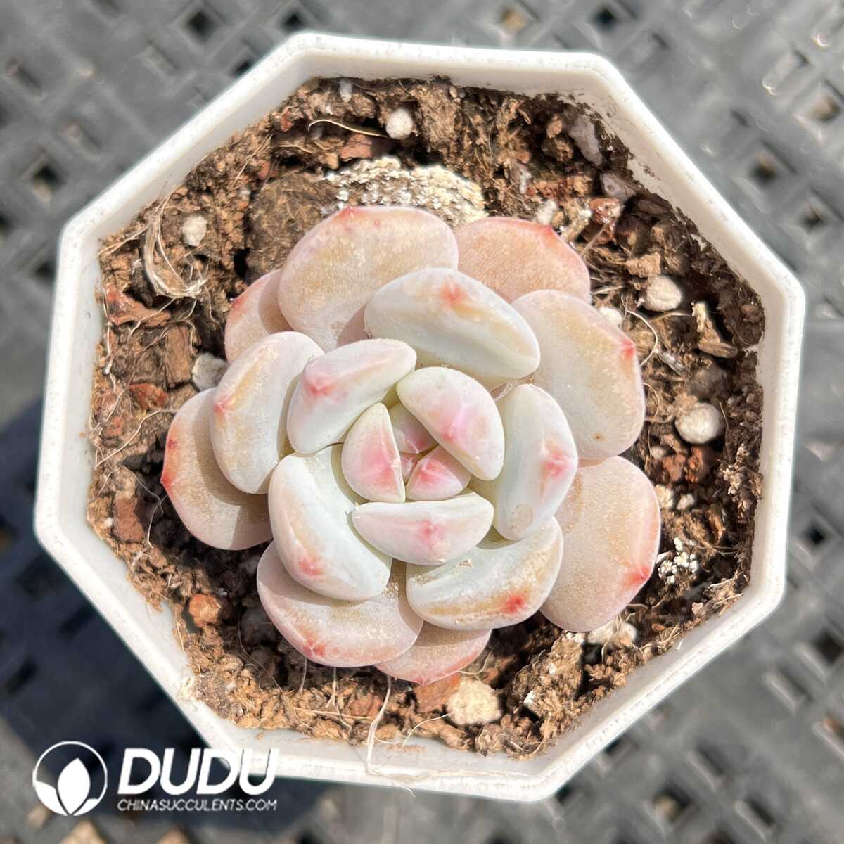 1756129438-1749519947-e201.jpg Echeveria Small Chestnut - Image 1
