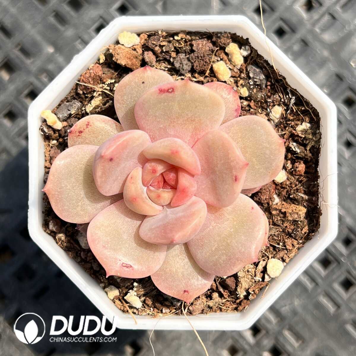 1756129440-1749519950-e201.jpg Echeveria Small Cake - Image 1