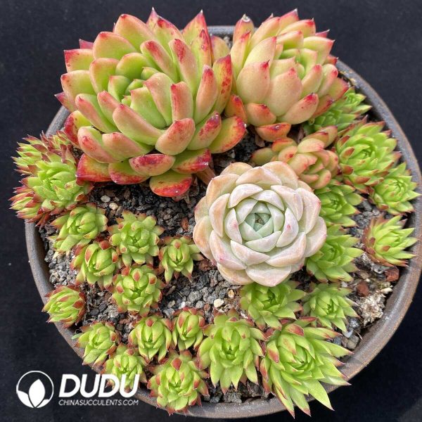 Echeveria Basin Combination - Image 1