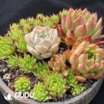 Echeveria Basin Combination - Image 3