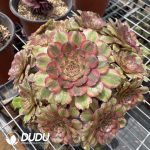 Aeonium Fendai variegated Clustering